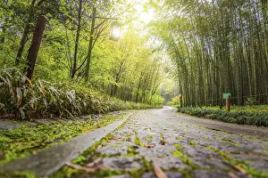 Deserted Mountain Path Prints: A path in china with bamboo trees