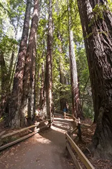 California Nature Photography Prints: Path, coast redwoods (Sequoia sempervirens)