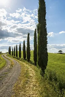 Val D Orcia Landscape Prints: Path with cypresses, Val d Orcia