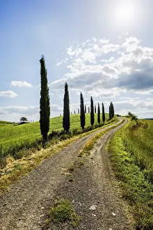 Hilly Countryside Siena Province Prints: Path with cypresses, Val d Orcia