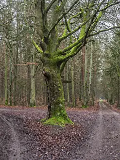 Hiking In Northern Germany Prints: Path in the Darss forest between Prerow and Ahrenshoop