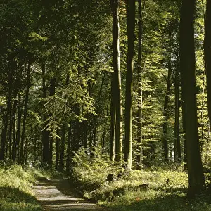 Baden Wurttemberg Landscape Prints: Path through deciduous forest in summer