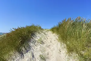 Scandinavian Coastal Landscape Prints: Path through Dunes too the Beach
