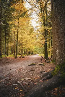 Central Europe Countryside Photo Prints: Path through the forest in autumn