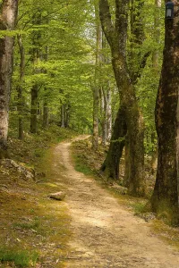 Deserted Forest Trail Prints: Path in the forest, Basque country