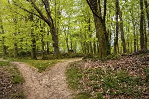 Uninhabited Forest Landscapes Prints: Path in the forest, Basque country