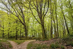 Gipuzkoa Province Photography Prints: Path in the forest, Basque country