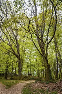 Southern Europe Nature Scene Prints: Path in the forest, Basque country