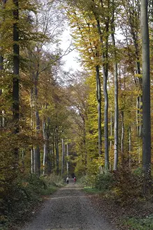 Autumn Colored Leaves Prints: Path, forest path, autumn forest