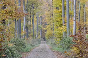 Autumn Mood In The Woods Prints: Path, forest path, autumn forest