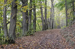Deserted Forest Trail Prints: Path, forest path, autumn forest