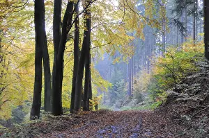 Beech Tree Forest Scenery Prints: Path, forest path, autumn forest