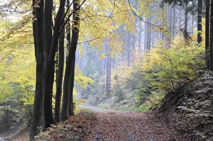 Forest Trail Photography Prints: Path, forest path, autumn forest