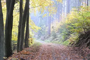 Autumnal Atmosphere Landscape Prints: Path, forest path, autumn forest