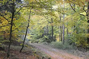 Fall Season Colors Prints: Path, forest path, autumn forest