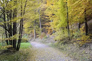 Colorful Autumn Leaves Prints: Path, forest path, autumn forest