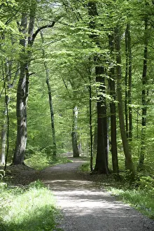 Hiking Trail Photography Prints: Path, forest path, forest, forest