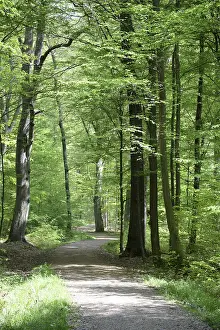 Hiking Trail Photography Prints: Path, forest path, forest, forest