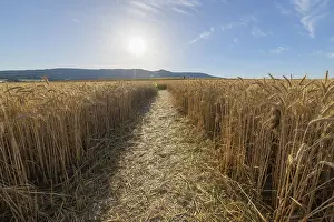 Grainfield Germany Prints: Path through grainfield with sun