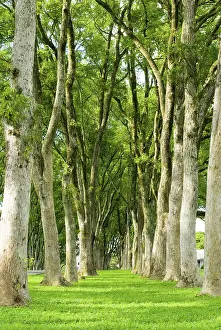 Tree Row Landscape Prints: A path of green grass between rows of trees