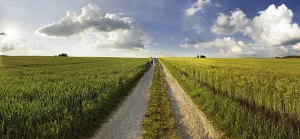 Bavarian Countryside View Prints: Path leading through corn fields at sunset
