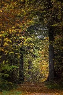 Atmospheric Autumnal Scene Prints: A path leads through an autumn forest