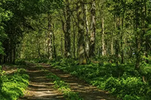 Bavarian Forest Prints: A path leads through a green forest