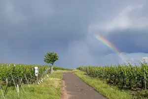 Vineyard Path Germany Prints: A path leads through a vineyard under a cloudy sky with a rainbow