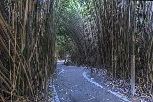 Framed Print : Bamboo Path Print Framed Print : Bamboo Path Print