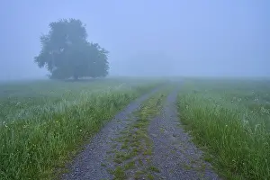 Bavaria Nature Reserve Prints: Path, meadow, tree, fog, clouds