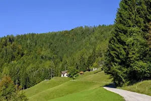 Deciduous Tree Species Prints: The path to the Najevnik lime tree