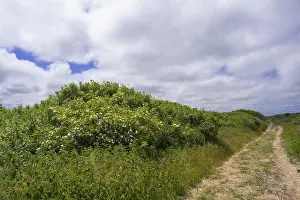 Overgrown Dune Landscape Prints: Path through overgrown dune landscape