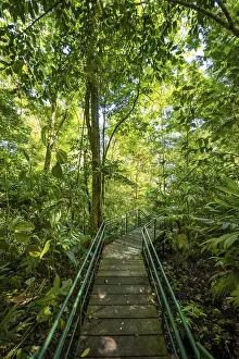 Costa Rica Rainforest Prints: Path in the rainforest, dense vegetation
