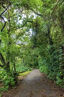 Brazilian Rainforest Landscape Prints: Path through the rainforest through the trees in Rio de Janeiro