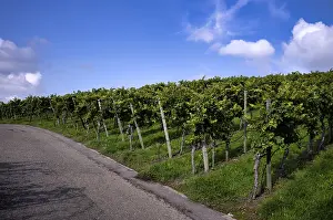 German Viticulture Prints: Path, road, through vineyard, vines