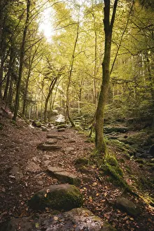 Autumn Atmosphere In Germany Prints: Path along small stream in autumn forest
