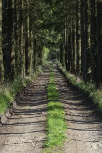 Open Air Nature Scene Prints: Path in the spring forest and on the sides grows grass