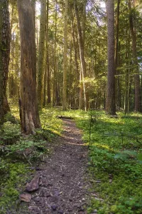 Schwarzwald Landscape Shot Prints: A path through a sun-drenched forest