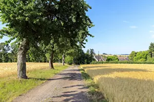 Agri Landscape Photo Prints: Path with trees between mature grain fields