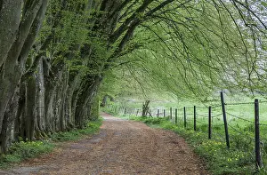 Benelux Countryside Prints: Path along trees and a meadow, Belgium