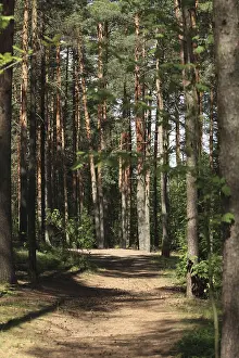 Pine Forest Path Prints: Path among trees in a pine forest in summer on a sunny day