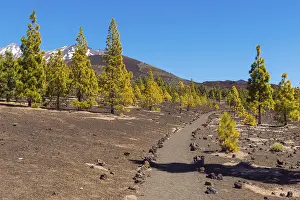 Canary Islands Scenery Prints: Path through volcanic landscape with pine trees