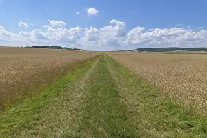 Bavaria Wheat Field Prints: Path with wheat field in the summer