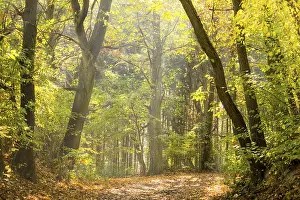 Deserted Forest Path Prints: Pathway in the autumn forest