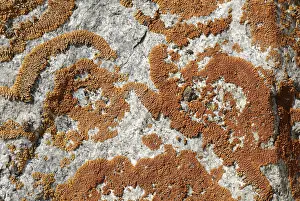 Siberian Steppe Landscape Prints: Pattern of braiding on stone, Saljugem