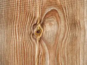 Deserted Tree Scene Prints: Pattern in a wooden board