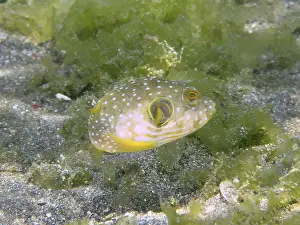 Images Dated 2nd August 2024: Print of Patterned Pufferfish in Seagrass
