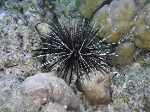 Images Dated 5th August 2024: A patterned sea urchin with long spines