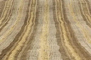 Field Cultivation Images Prints: Patterns in cornfield after wheat harvest