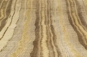 Grain Field Cultivation Prints: Patterns in cornfield after wheat harvest